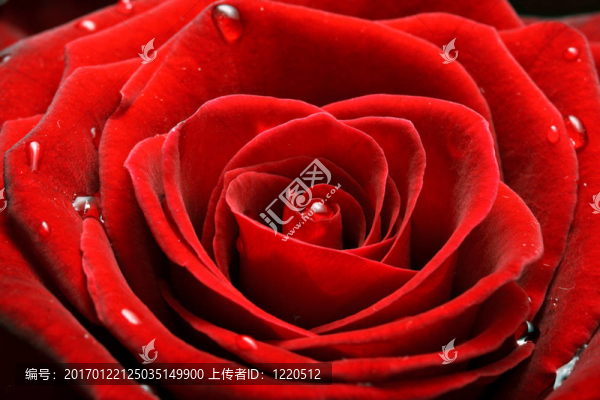 紅玫瑰特寫