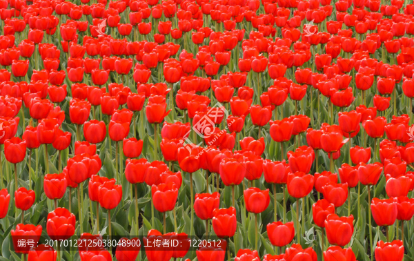 紅色郁金香
