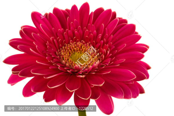 紅色的花