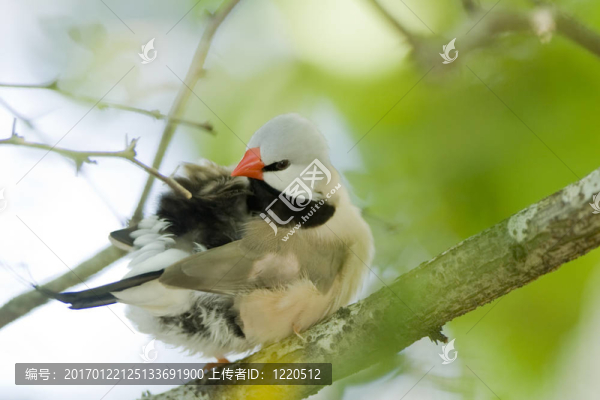 美麗的鳥