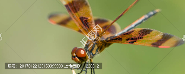 棕色的蜻蜓