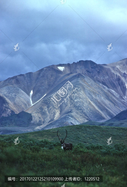 馴鹿的風(fēng)景