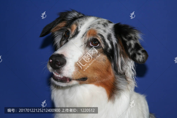 澳大利亞牧羊犬的畫像