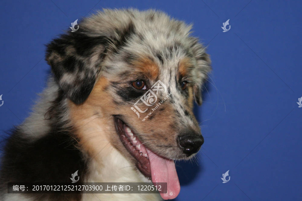 澳洲牧羊犬