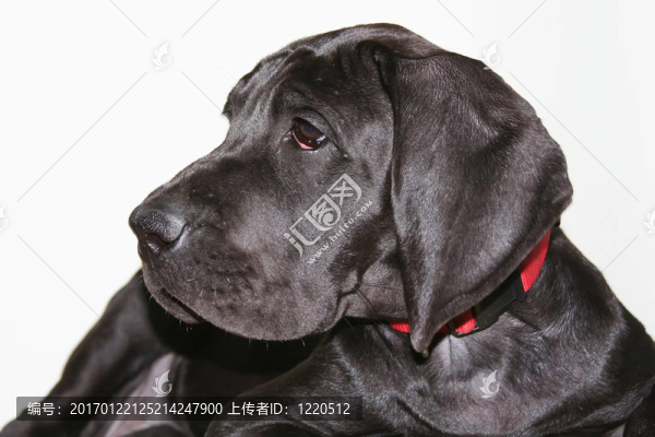 德國獒肖像