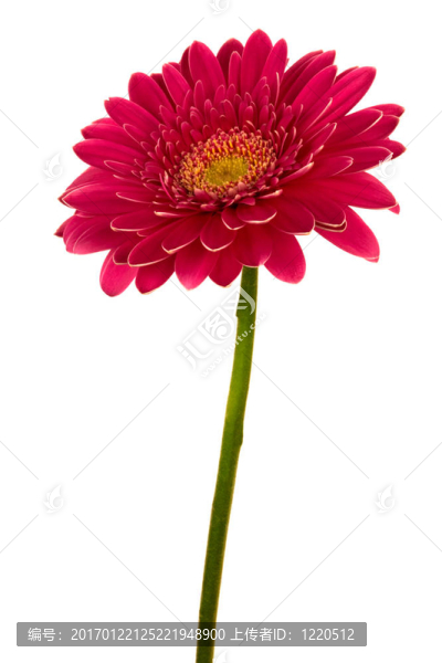 鮮艷的紅色的花
