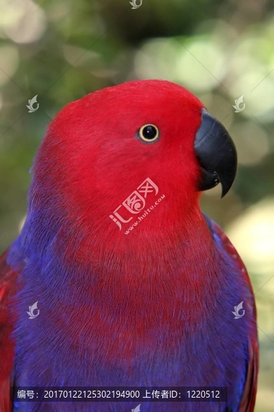 鸚鵡鳥