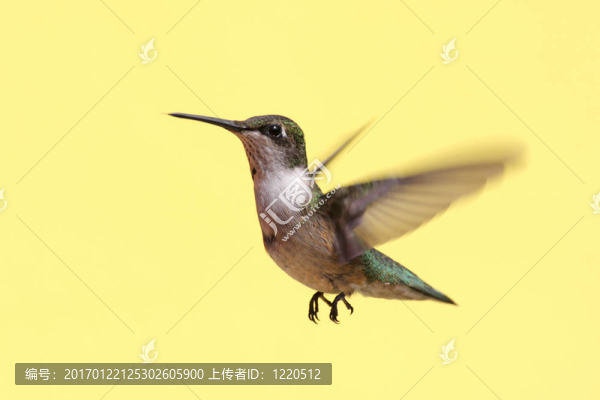 少年紅寶石喉蜂鳥(niǎo)（紅喉北蜂鳥(niǎo)）
