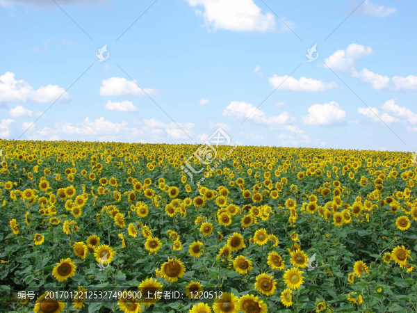 向日葵花田