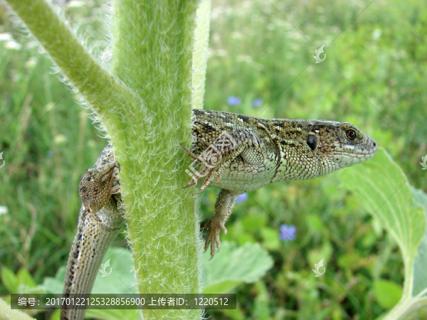 蜥蜴-匯圖網(wǎng) www.fosd68.com 蜥蜴