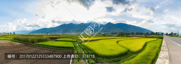 大理蒼山下的稻田