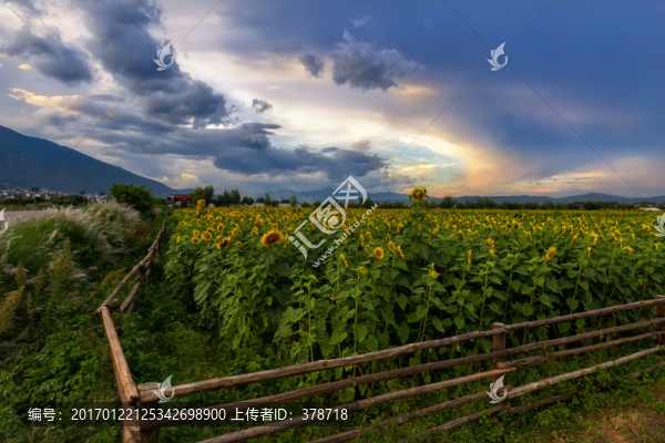 大理蒼山下的向日葵花田
