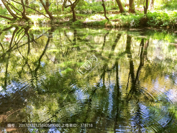 水面倒影的樹