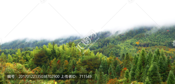 山區(qū)森林植被