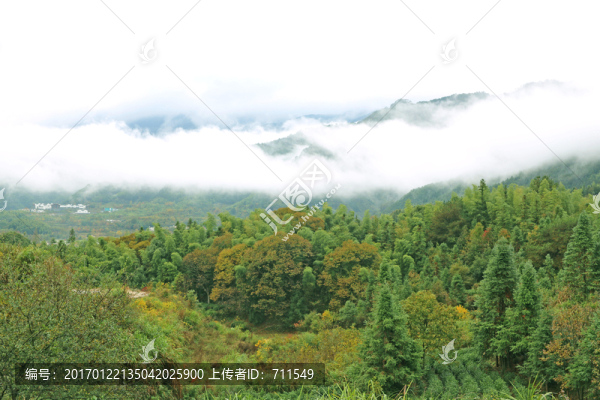 山區(qū)森林霧氣繚繞
