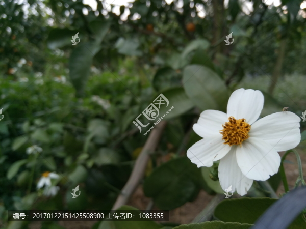 小花綻放