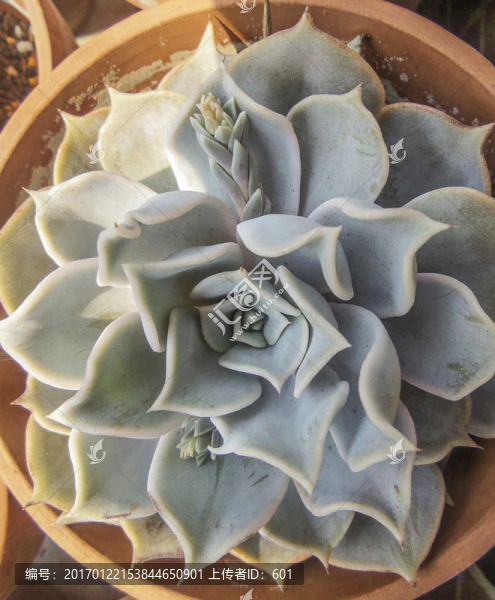 多肉植物
