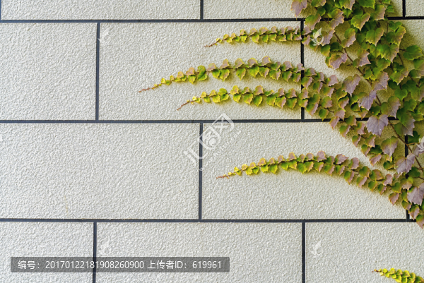 裝飾墻爬山虎