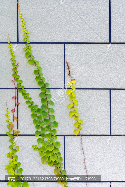 爬山虎墻壁