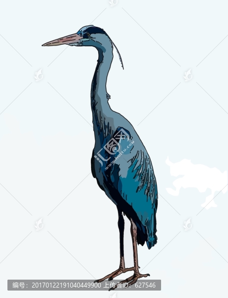 非洲鳥類