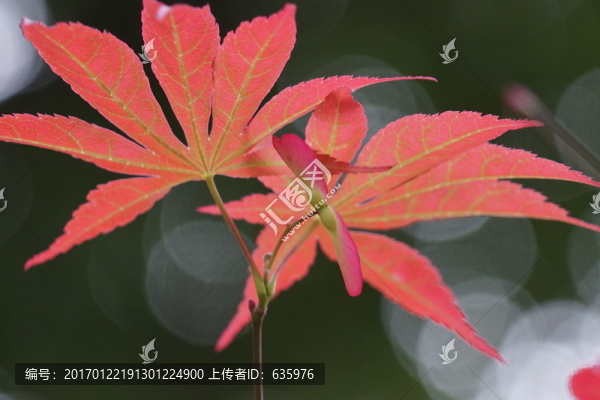 樹(shù)葉