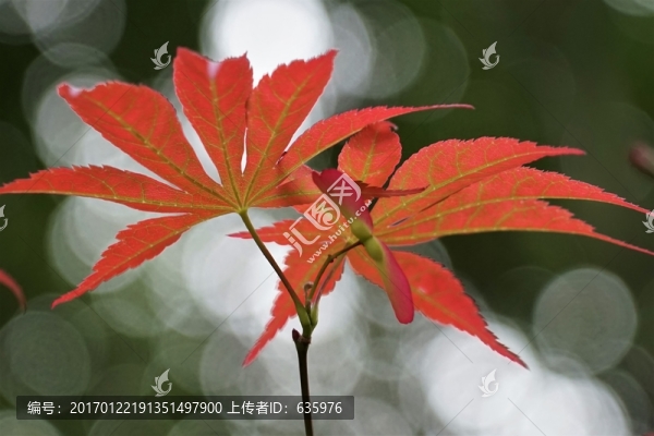 樹葉