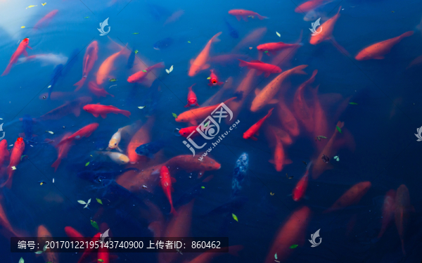 池塘一群金魚