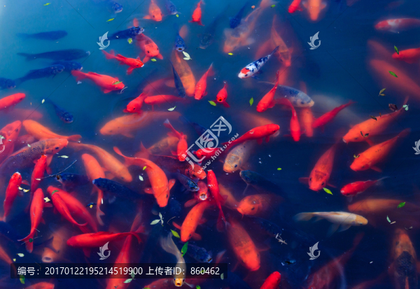 池塘一群金魚,金魚,錦鯉,魚類