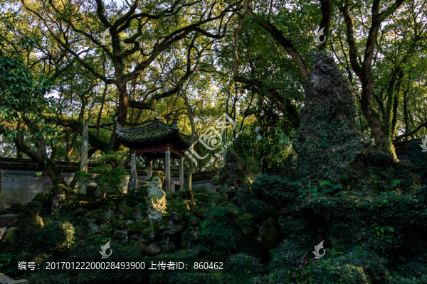 假山?jīng)鐾?樹木光影,陽光園林