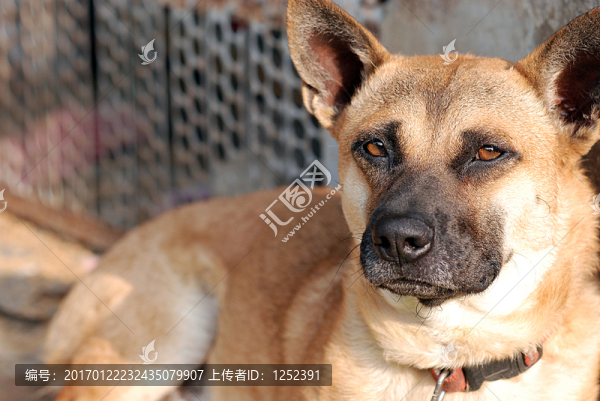 家犬