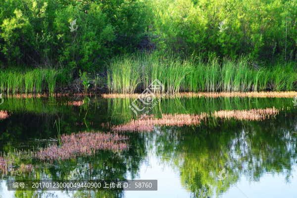 濕地湖泊水草