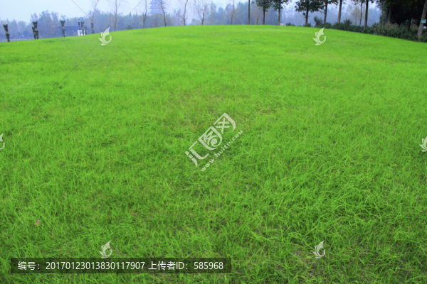 綠色大草坪
