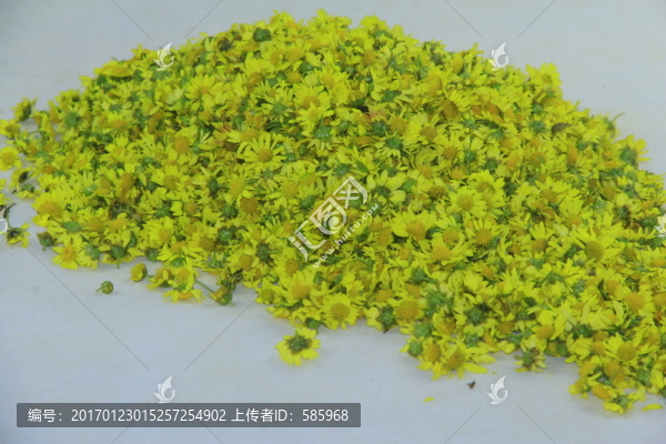 野菊花