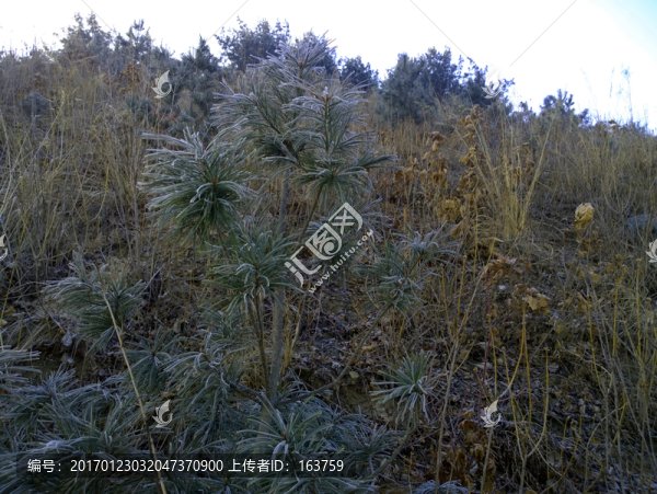 霜打的松枝-匯圖網(wǎng) www.fosd68.com 霜打的松枝