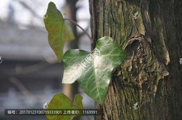 樹葉