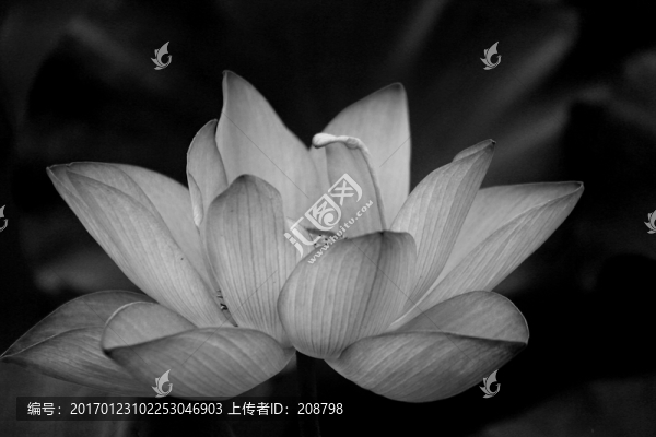黑白荷花