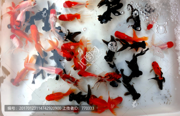 金魚