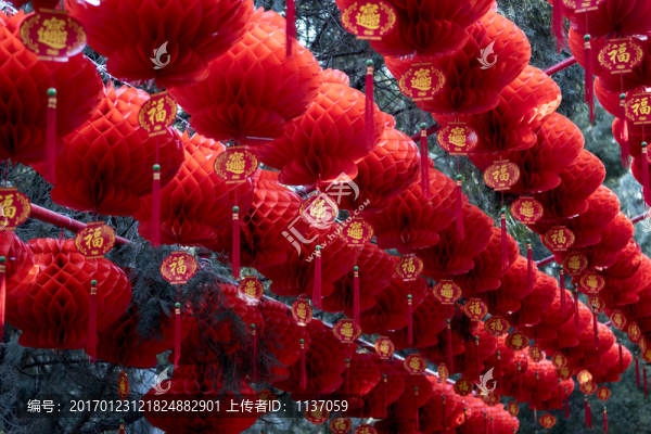 迎春,紅燈籠
