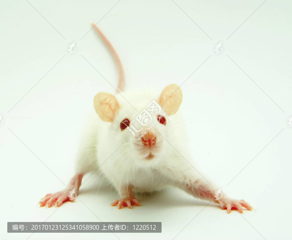 小白鼠