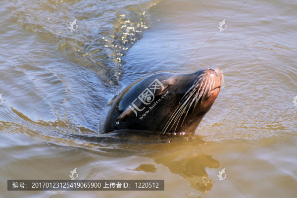海獅6