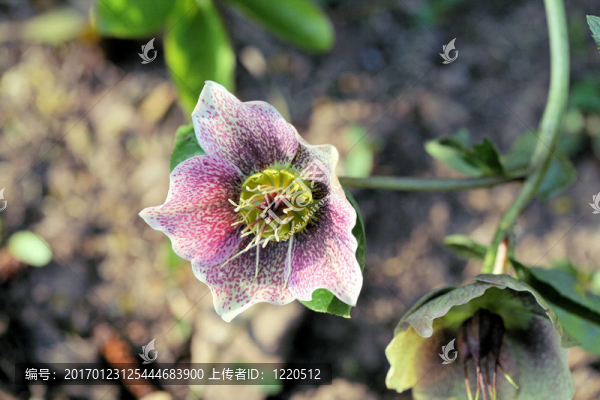 嚏根草-匯圖網(wǎng) www.fosd68.com 嚏根草