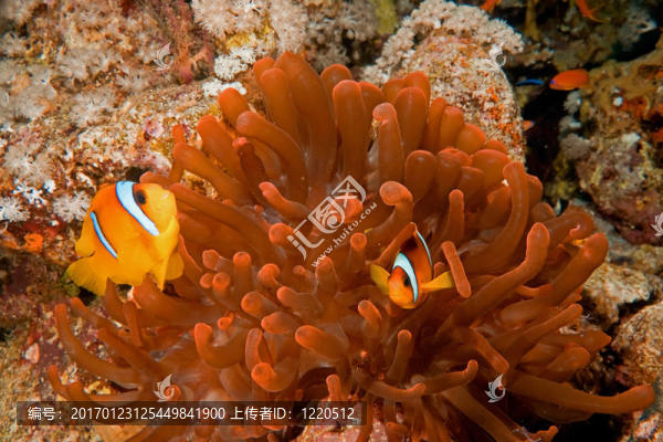 小丑魚(yú)和氣泡銀蓮花