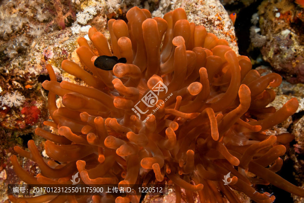 小丑魚(yú)和氣泡銀蓮花