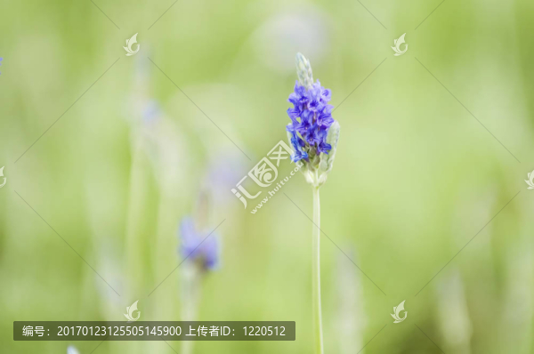 薰衣草