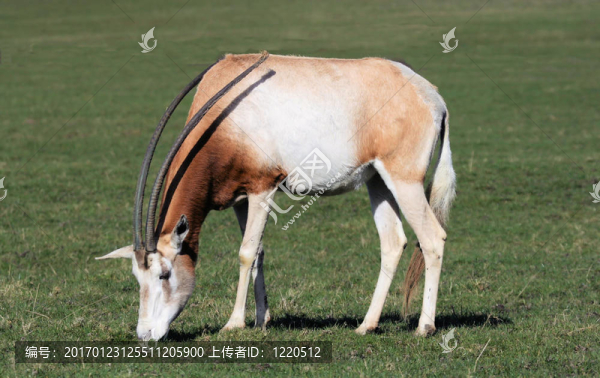 彎角大羚羊