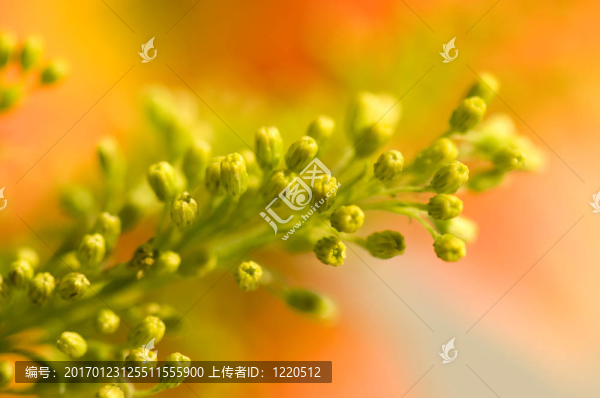 黃色的小花-匯圖網(wǎng) www.fosd68.com 黃色的小花