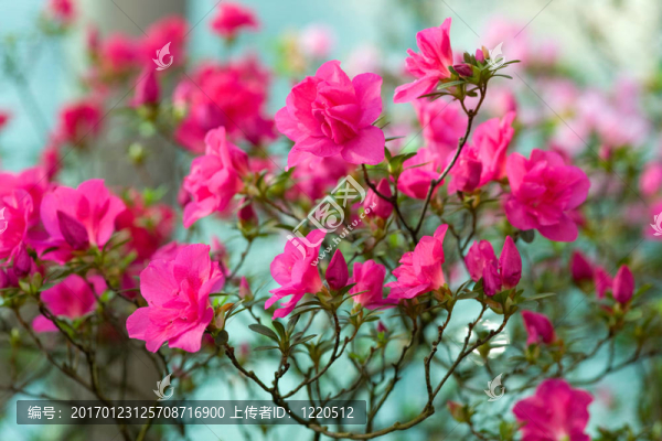 粉紅色的杜鵑花