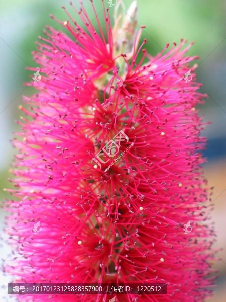 問(wèn)荊花