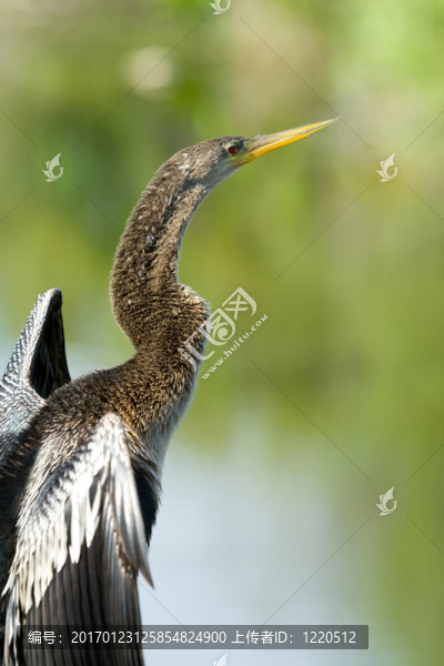 沼澤地的鳥