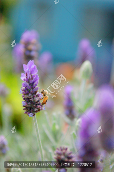 蜜蜂喜歡薰衣草